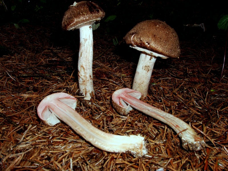 Agaricus da determinare